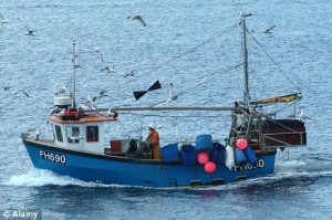 Cruel practice: The animals are being hauled aboard trawlers operating off the Cornish coast